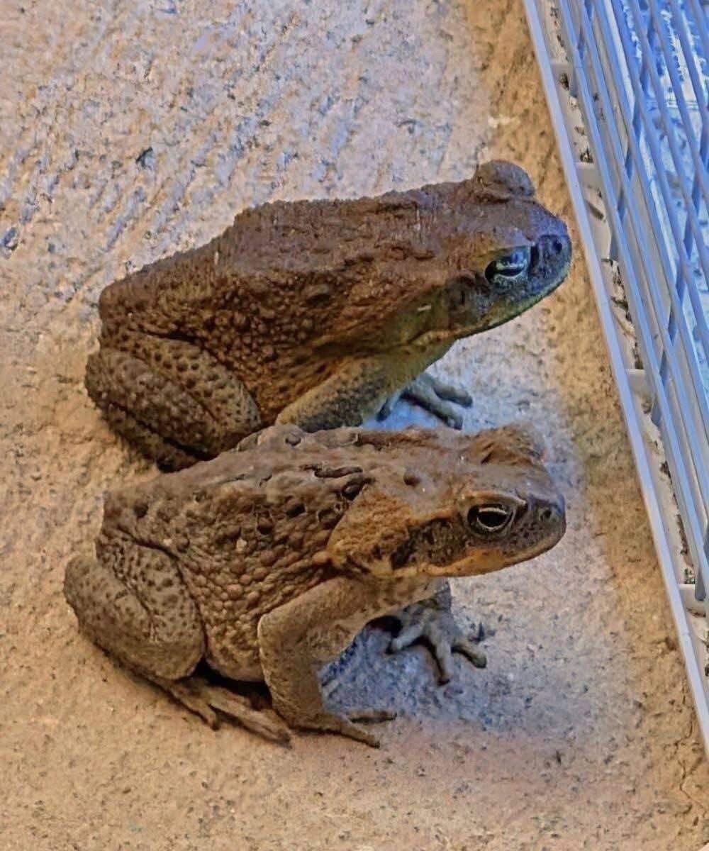 Why Toads May Be Visiting Your Yard More Often Than You Think