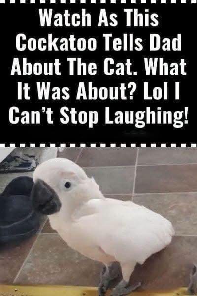 When a Cockatoo Has Something to Say: A Pet Moment That Delighted Viewers