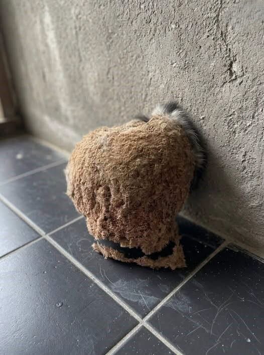 The Mysterious Discovery on a Bathroom Wall That Prompted a Careful Investigation