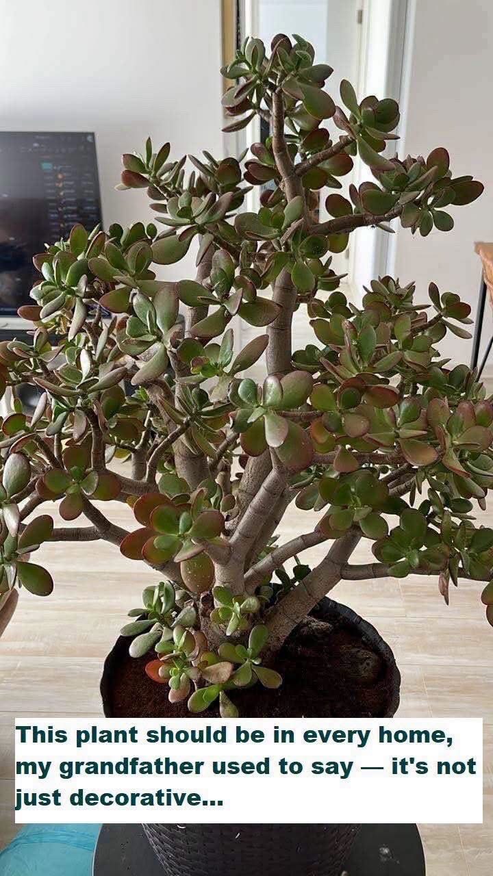 Why the Jade Plant Has Remained a Favorite Houseplant for Generations
