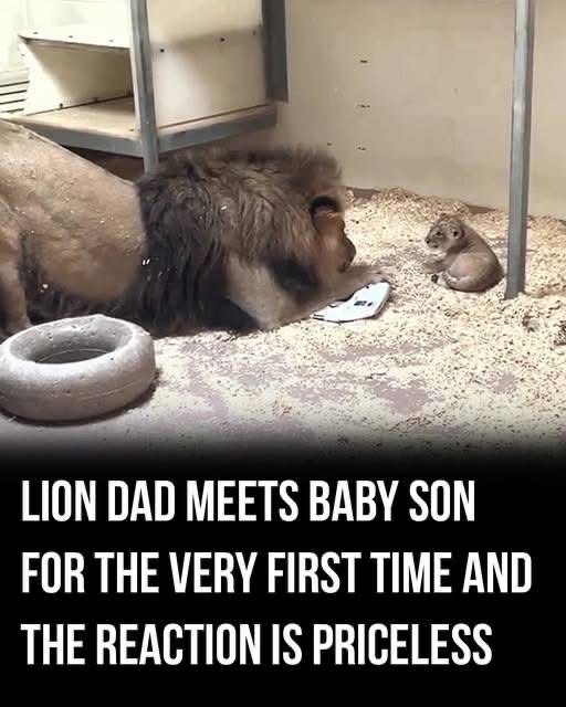 A Rare Lion Family Moment Highlights the Importance of Conservation