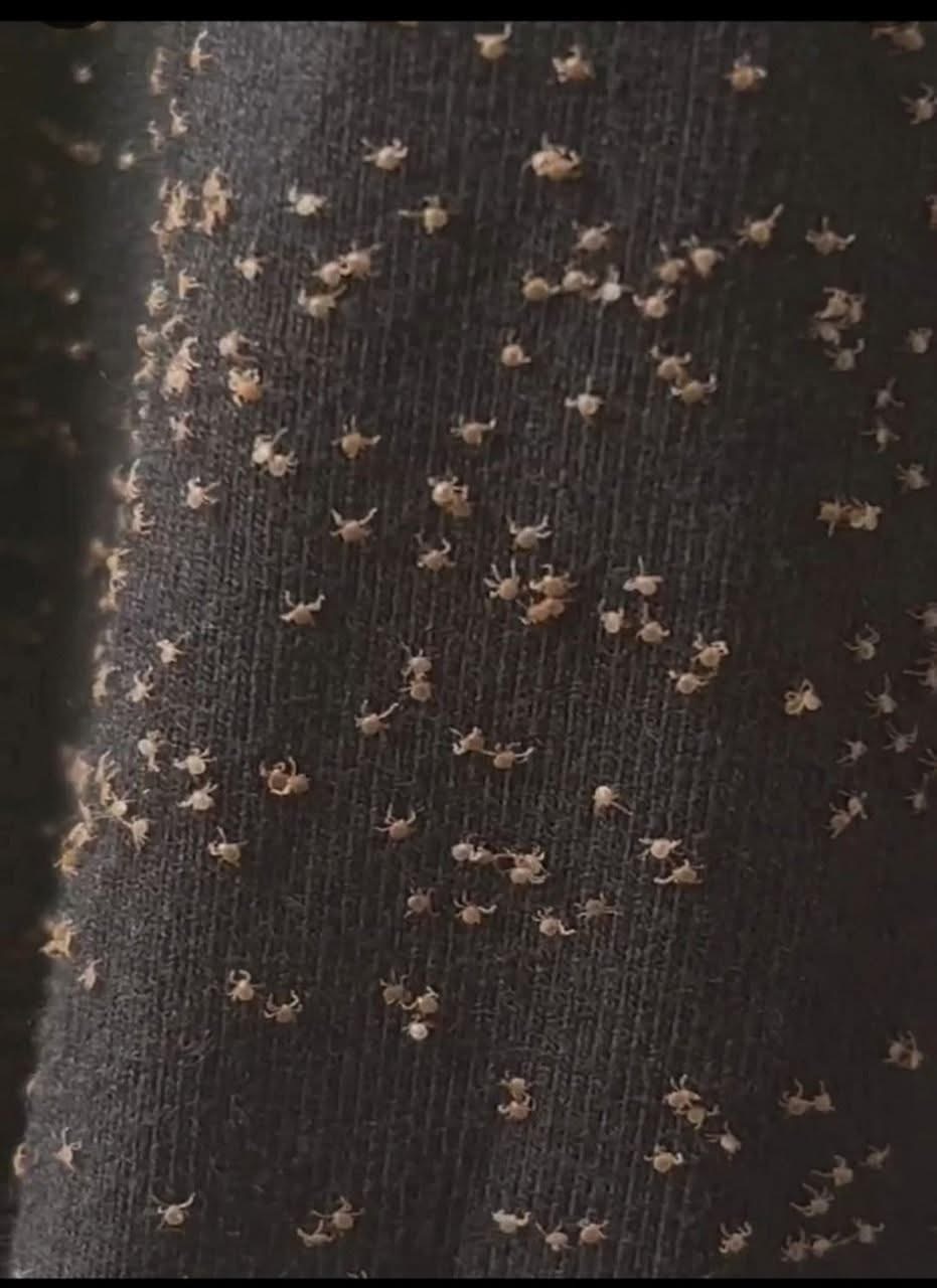 The Tiny Travelers Hiding on Your Clothes After a Walk