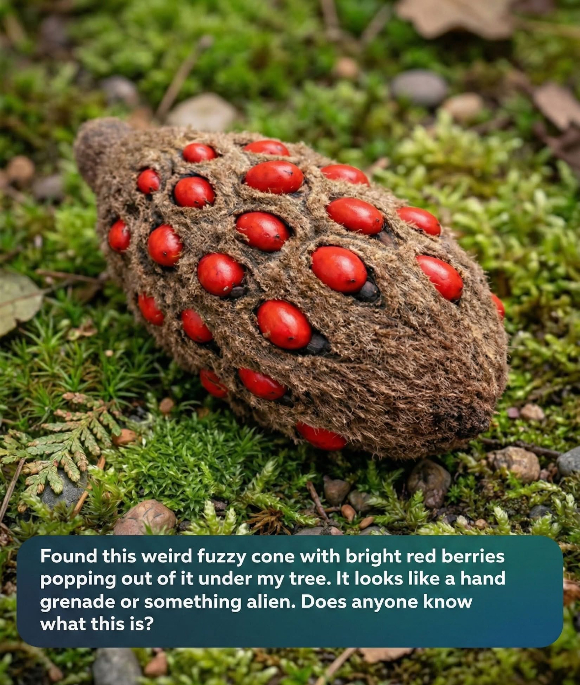 The Curious Red Seed Pods in Your Yard: A Hidden Sign of Nature’s Seasonal Cycle