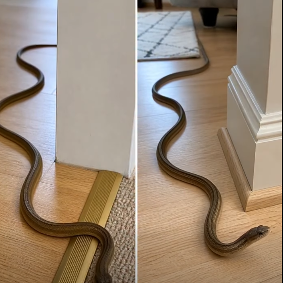 What to Do If You Find a Snake Inside Your Home