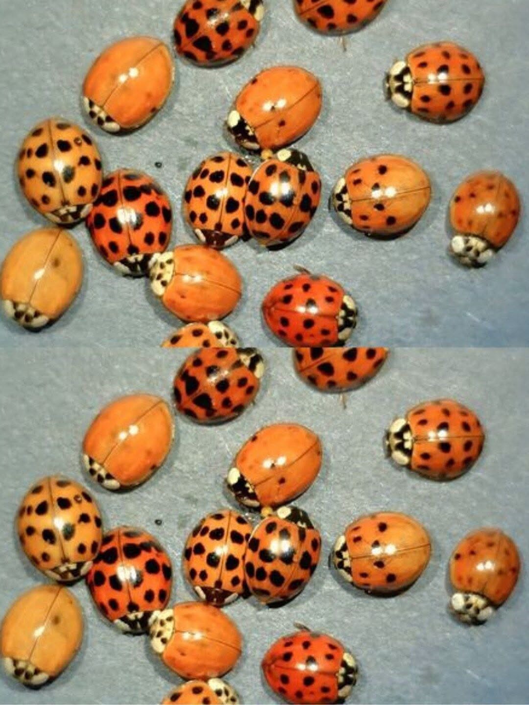 Mariquitas Amarillas: Por Qué Estos Pequeños Insectos Son Más Interesantes de lo Que Imaginas