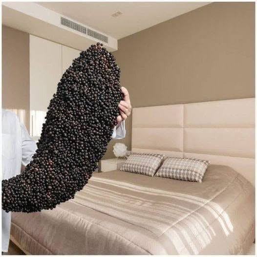 Why Some People Place Black Pepper Under the Bed: A Tradition Rooted in Comfort and Mindfulness