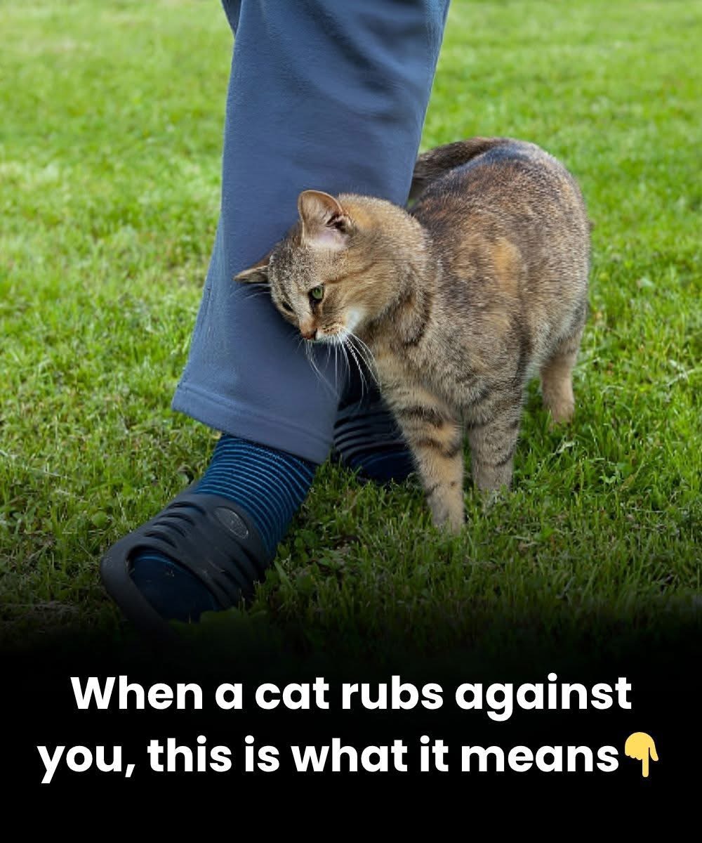 What It Means When Your Cat Rubs Against You: Understanding This Sweet Feline Habit