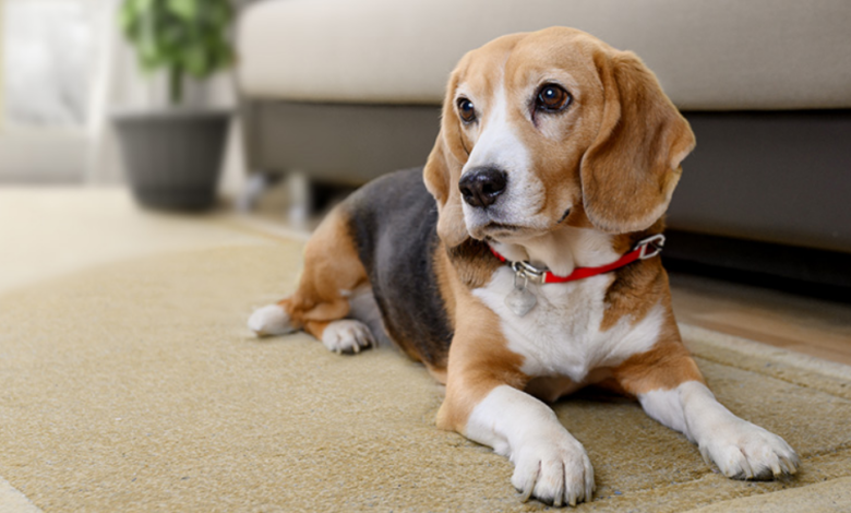 Responsible Dog Ownership: Finding the Right Balance Between Pet Care and Community Needs