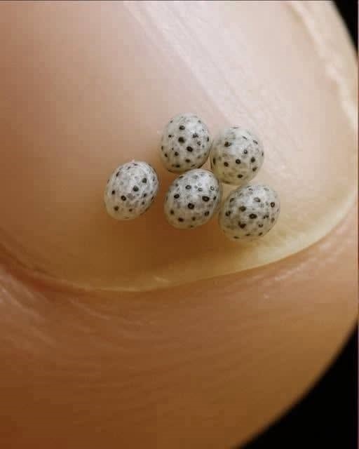 How Tiny Stick Insect Eggs Showcase Nature’s Remarkable Survival Strategy