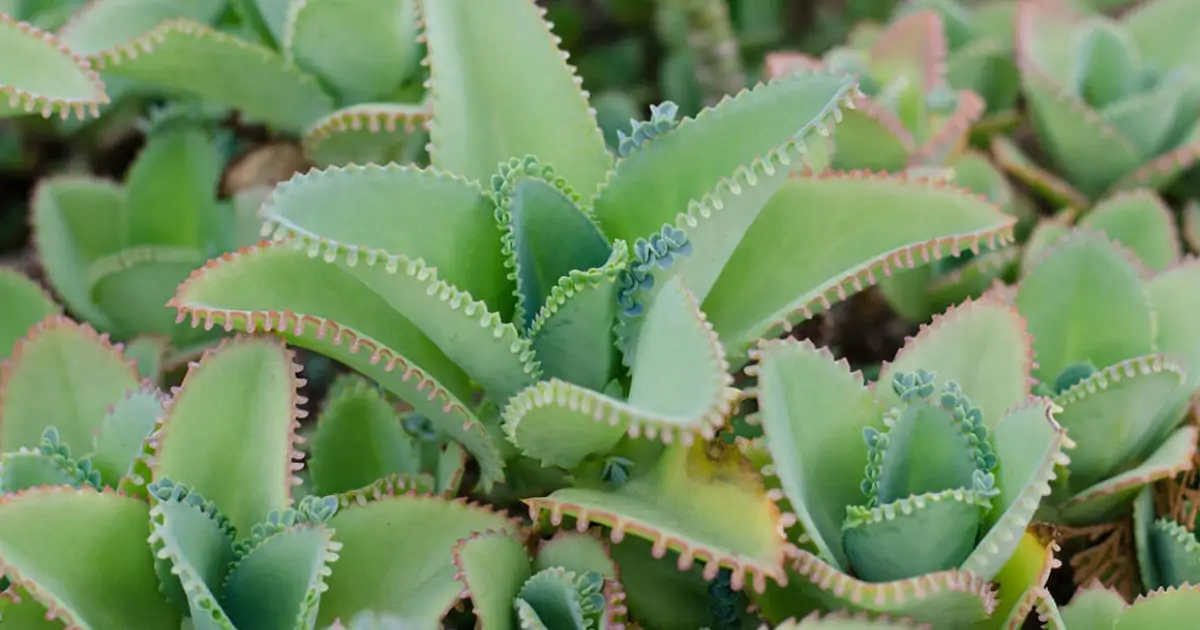Kalanchoe: Cómo Incorporarla con Seguridad a un Estilo de Vida Saludable