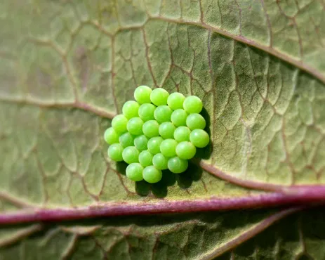 How to Spot and Handle Unwanted Contaminants on Leafy Greens Before You Eat