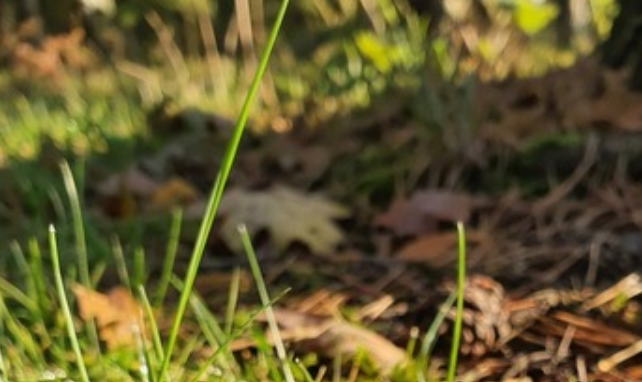 A Strange Discovery in the Garden Turned Into a Fascinating Nature Lesson