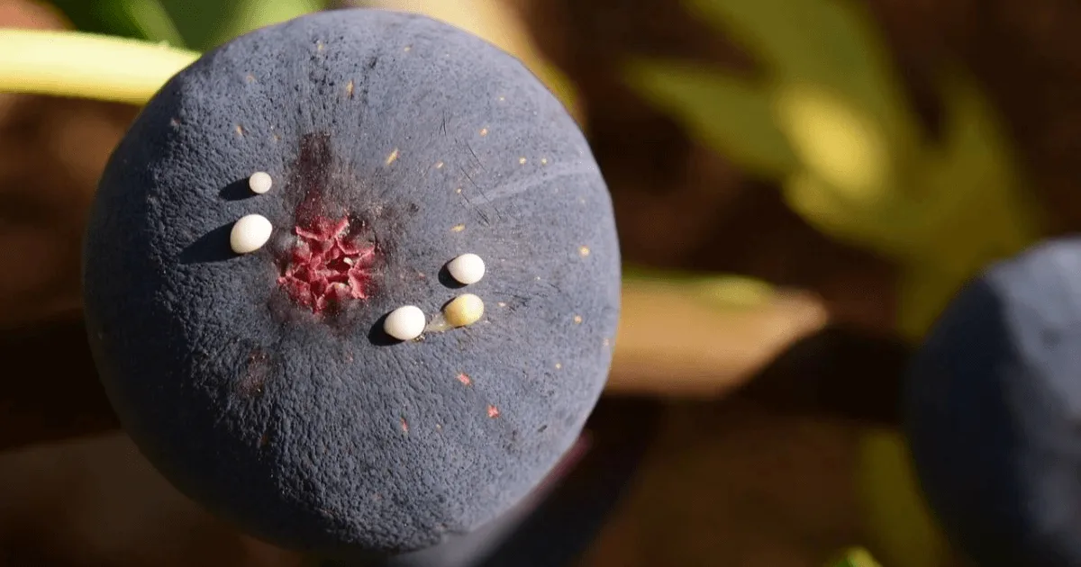 Savia de Higo: Cómo Aprovechar sus Propiedades Naturales de Forma Segura