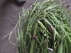 Orégano: mucho más que un ingrediente aromático en la cocina
