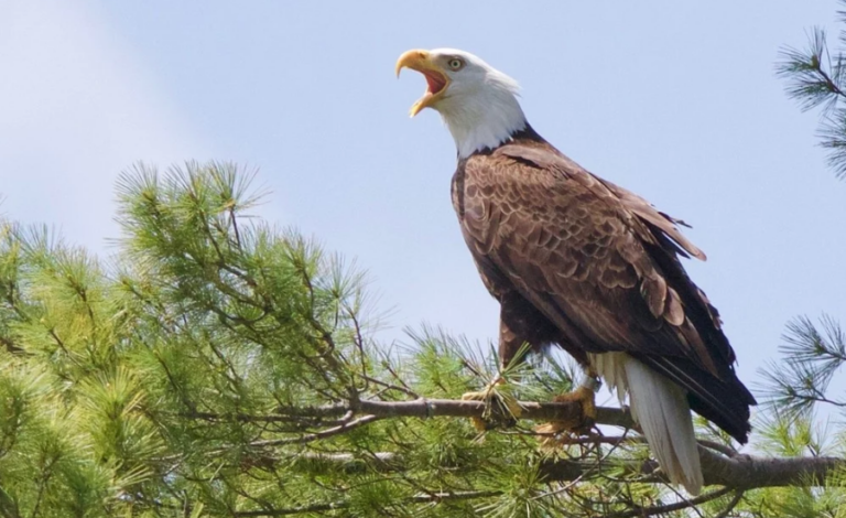 Un águila rastreada durante años reveló cómo las aves adaptan sus rutas a un entorno cambiante