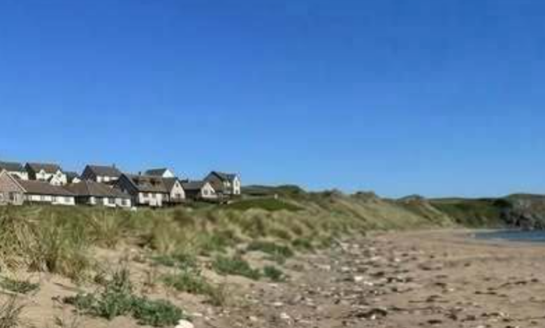 Encontré una extraña criatura transparente en la playa y descubrí qué podría ser